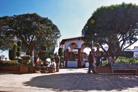 Aumentarán masa vegetal en Amealco