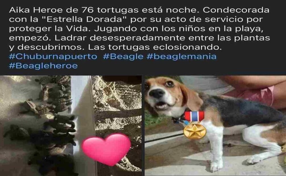 Los dueños de Aika compartieron que estaba jugando con unos niños cuando empezó a ladrar desesperadamente. Foto: Especial