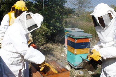 SJR: actividad apícola registra caída de 40%
