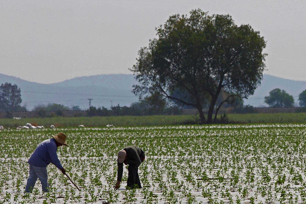 Héctor García, director de la Sedea, dijo que hasta el momento no se han tenido afectaciones graves porque aún no inicia la siembra, pero sí se estima un retraso en cebada y alfalfa (FOTOS: ARCHIVO EL UNIVERSAL)