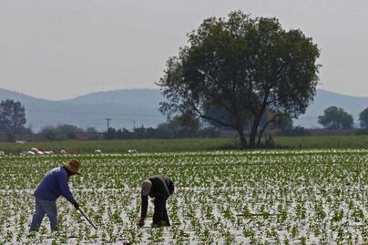 Heladas retrasan siembra de cebada