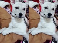 Buscan a la perrita Chelsea en Querétaro; se perdió el 9 de octubre
