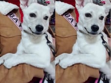 Buscan a la perrita Chelsea en Querétaro; se perdió el 9 de octubre