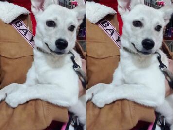 Buscan a la perrita Chelsea en Querétaro; se perdió el 9 de octubre