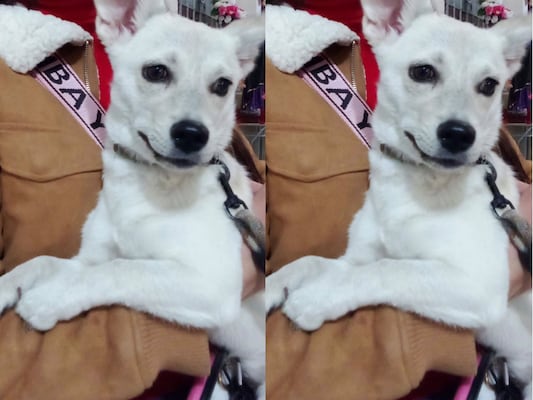 Buscan a la perrita Chelsea en Querétaro; se perdió el 9 de octubre