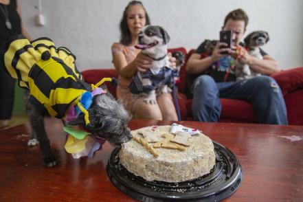 Fiesta canina, momento de agradecer la lealtad 
