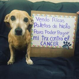 Perrita vende paletas para su tratamiento contra el cáncer
