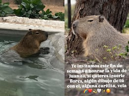 Santuaai rendirá homenaje a Juanito, su emblemático capibara
