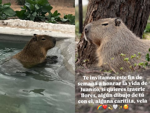 Santuaai rendirá homenaje a Juanito, su emblemático capibara
