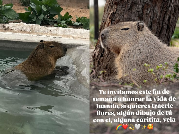 Santuaai rendirá homenaje a Juanito, su emblemático capibara