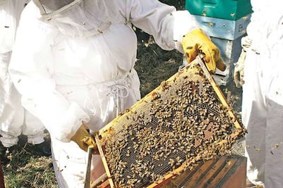 Producen miel; trabajan 100 personas