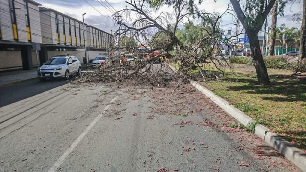 Ráfagas de viento ocasionan caída de árboles en la capital queretana