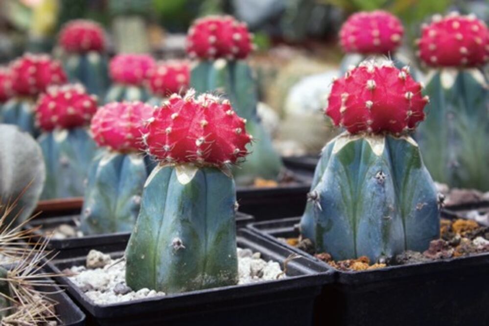 Cactáceas queretanas, malbaratadas, acusan