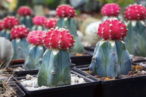 Cactáceas queretanas, malbaratadas, acusan