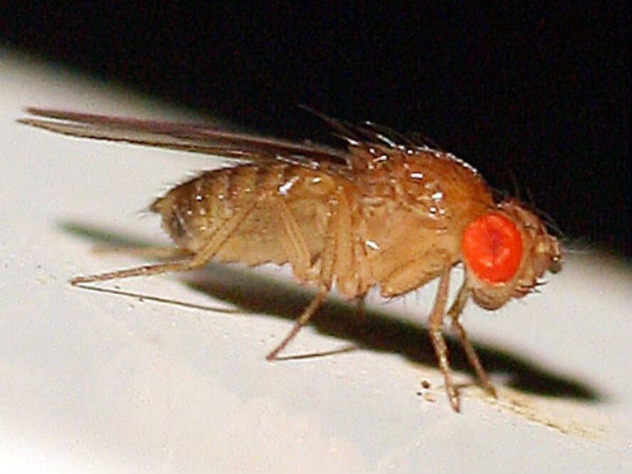 Vigila SAGARPA presencia de mosca del vinagre en el estado