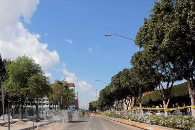 Piden transparencia en retiro de árboles