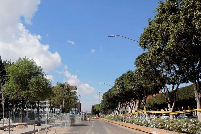 Piden transparencia en retiro de árboles