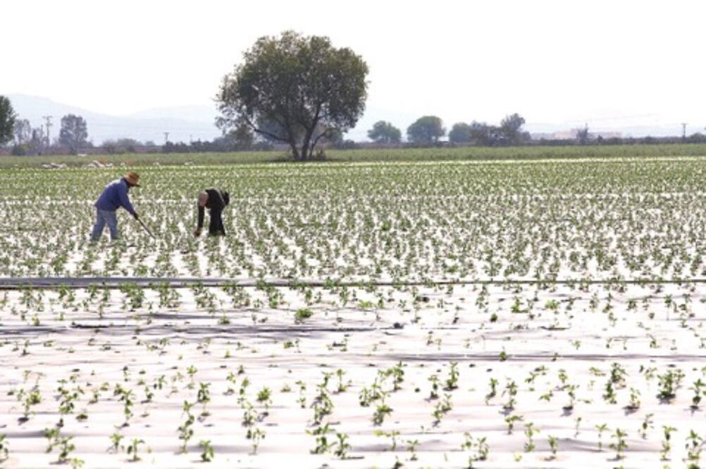 Cereales, 86% de cosecha en estado