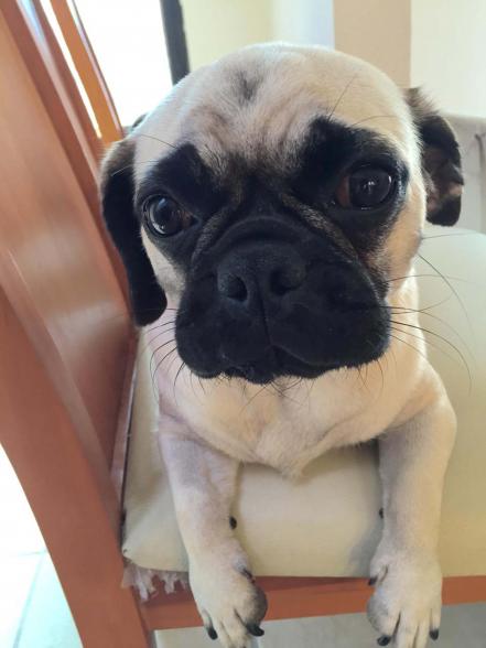Diabetes animal. Cambiar hábitos de las mascotas 