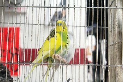 Atienden al mes cinco agresiones a fauna silvestre 