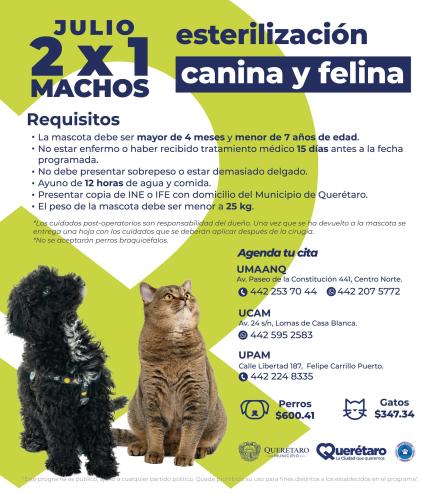 Lanzan promoción 2 por 1 para esterilizar perros y gatos en Querétaro