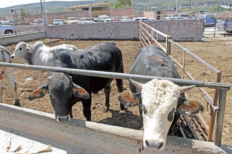 Apoyará Sagarpa 10 proyectos en San Juan