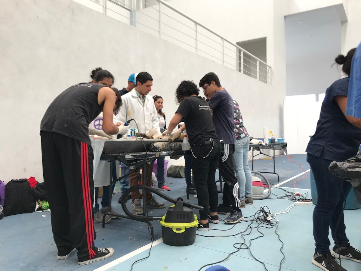 Arrancan campaña para esterilizar mascotas