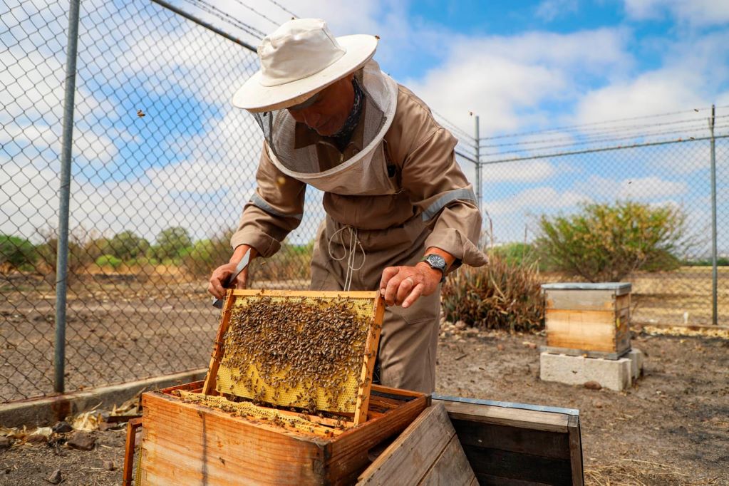 Apiario UAQ impulsa el estudio y la preservación de las abejas
