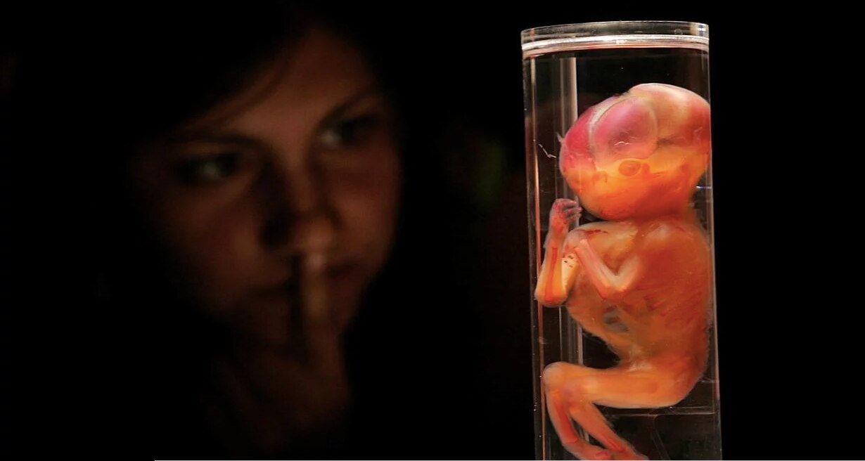 ¿Por qué la bioética permite el aborto hasta las 12 semanas?
