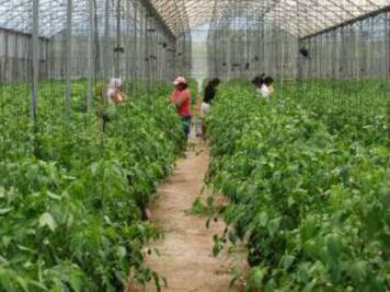 Rinden fruto invernaderos en la región