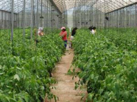 Rinden fruto invernaderos en la región