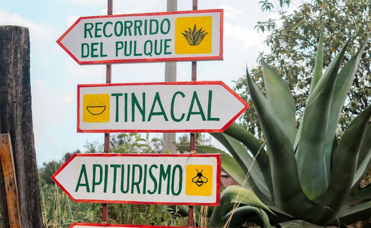 Descubre estos dos imperdibles para echarte un pulque. Foto: Pexels.