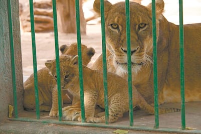 Nuevos rugiditos; nacen dos leoncitas en el zoológico Wamerú
