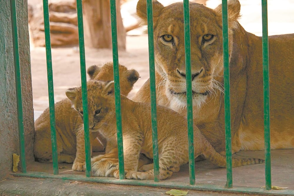 Foto: Demian Chávez