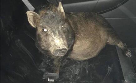 Hombre en EU acusa a un cerdo de "acosador" tras seguirlo en la calle