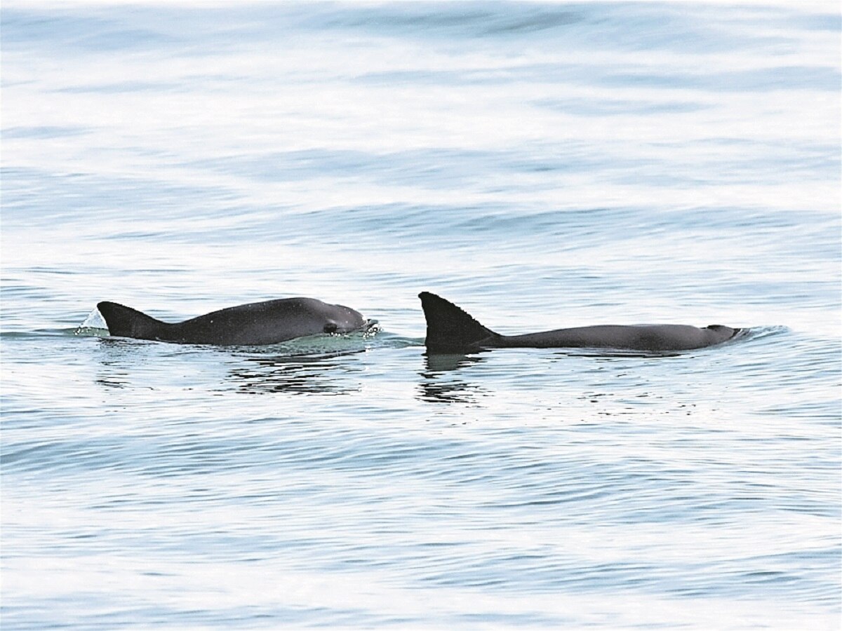 Protección a vaquita continúa: Semarnat