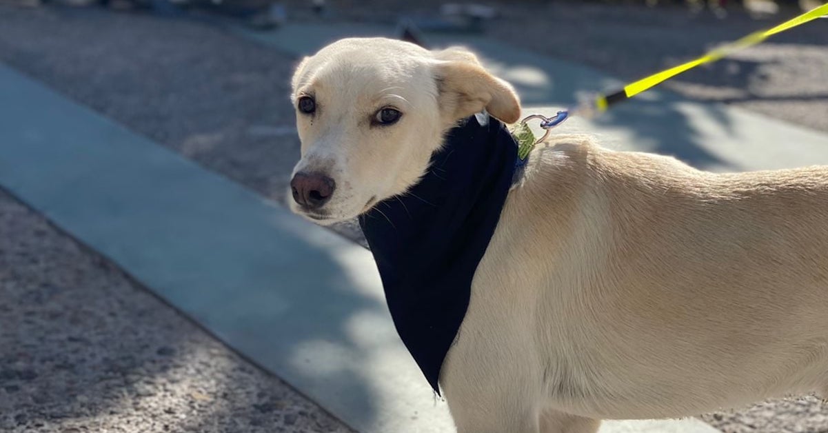 Esterilizan a más de 700 mascotas en la capital
