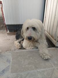 Video. Piden justicia para Polo; murió en un centro de entrenamiento canino de Querétaro