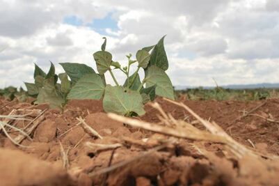 Se previenen contra la sequía