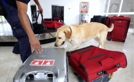 Policía Federal jubilará y dará en adopción a 28 perros