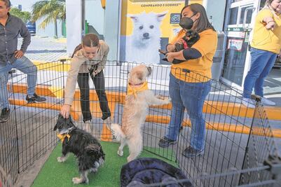 Realizan campaña de adopción de mascotas