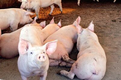 Aumenta producción de carne de cerdo