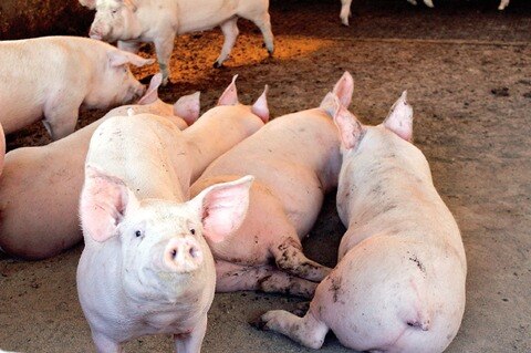 Aumenta producción de carne de cerdo