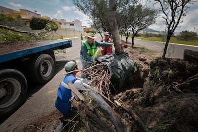 Trasplante. Cuidan árboles con bisturí