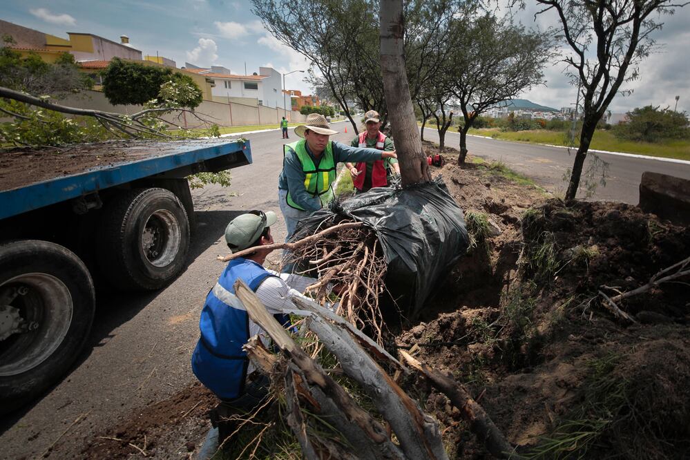 El biólogo José Pedro Trejo Pérez explica que las principales especies trasplantadas son mezquites, yucas, jacarandas, fresnos y algunos pirules, cuya conservación es importante (VÍCTOR PICHARDO)