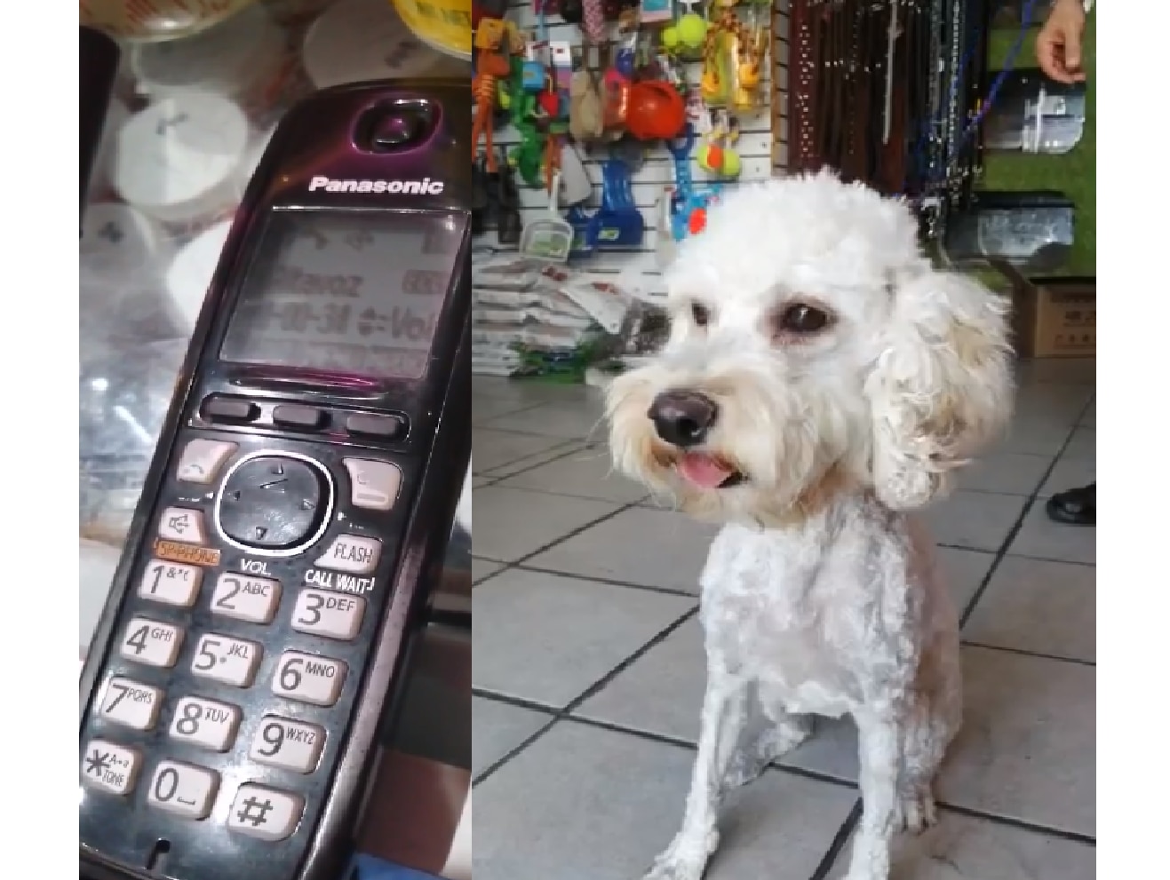 Llevan a "Laika" a servicio de estética, pero la abandonan