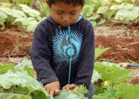 36 mil niños trabajan en Querétaro