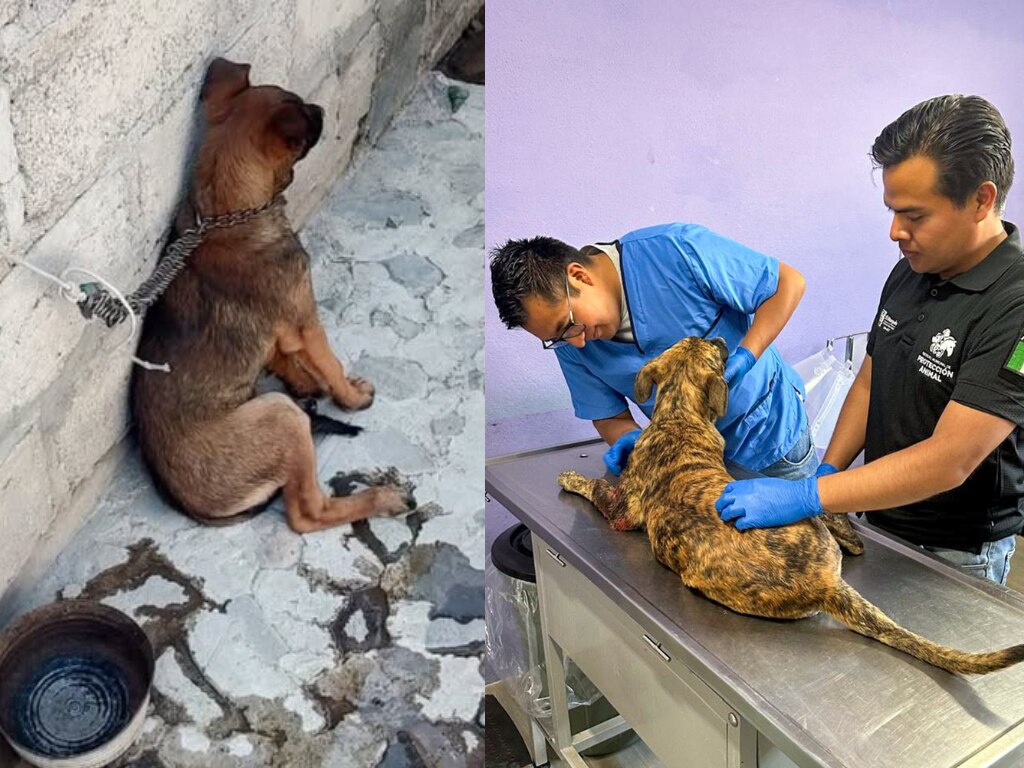 Multan con 13 mil pesos a mujer por maltrato animal en El Marqués