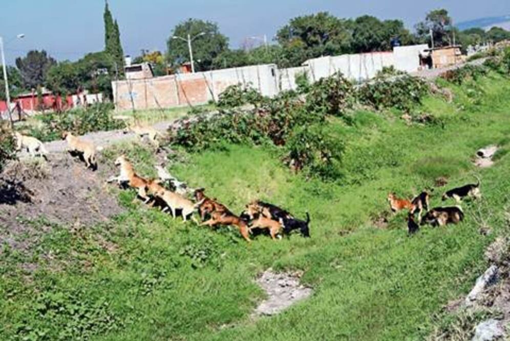 Fomentan cuidado animal