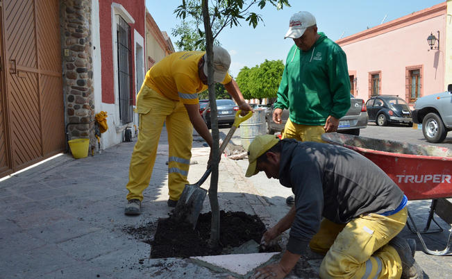 En agosto se terminarán de plantar 25 mil árboles, lo que disminuirá el déficit que se tiene de 130 mil unidades, aseguran autoridades. (ESPECIAL)